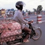 moto asiatique avec cochon