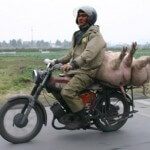 moto asiatique avec paire de cochon